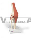 Deluxe Functional Knee Joint Model